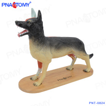 ПНТ-0824 новый дизайн животное модель вся собака анатомическая модель